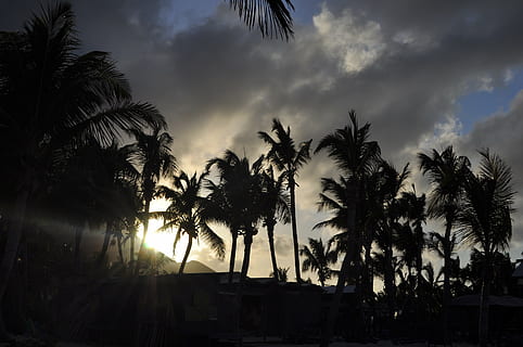sunset, palm trees, evening, nature, sea, sky, inflamed, light and shade HD wallpaper