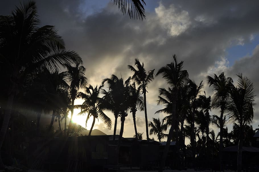 sunset, palm trees, evening, nature, sea, sky, inflamed, light and shade HD wallpaper