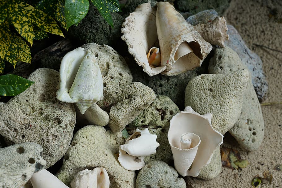 shell, white, sea, high angle view, no people, nature, land HD wallpaper
