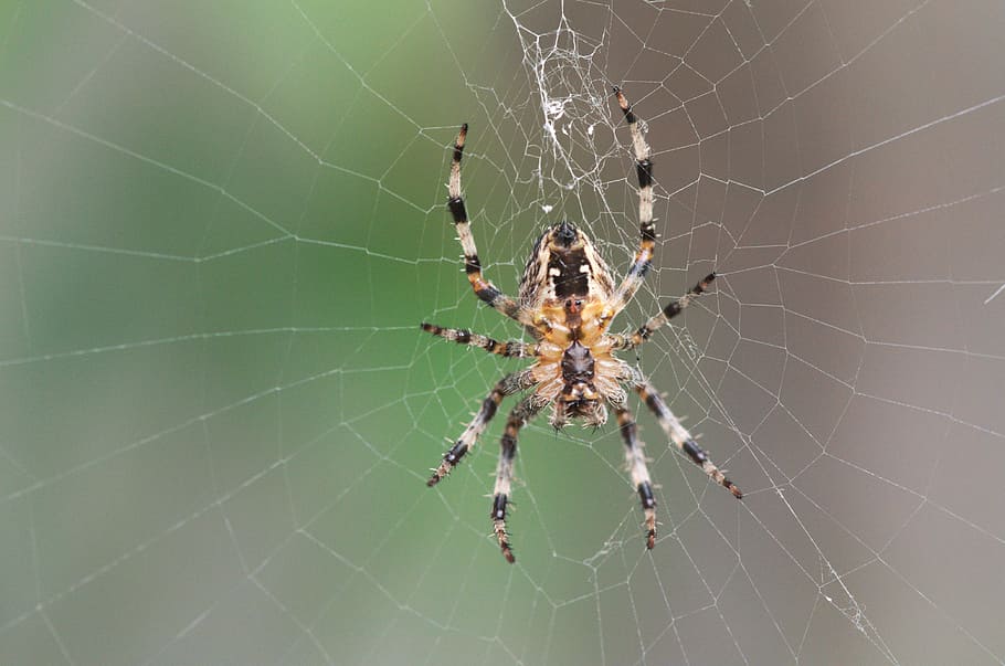arachnid, macro, spider, predator, garden, animal themes, fragility HD wallpaper