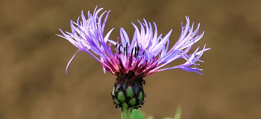 purple petaled flower during daytime, cornflower, violet, blossom HD wallpaper