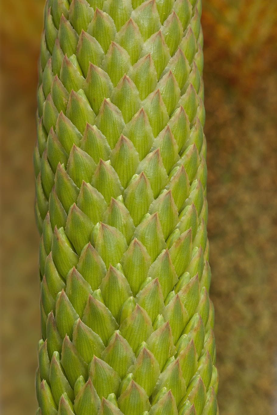 plant, tender, fine, leaflets, green, greenish, yellow, geometric HD wallpaper