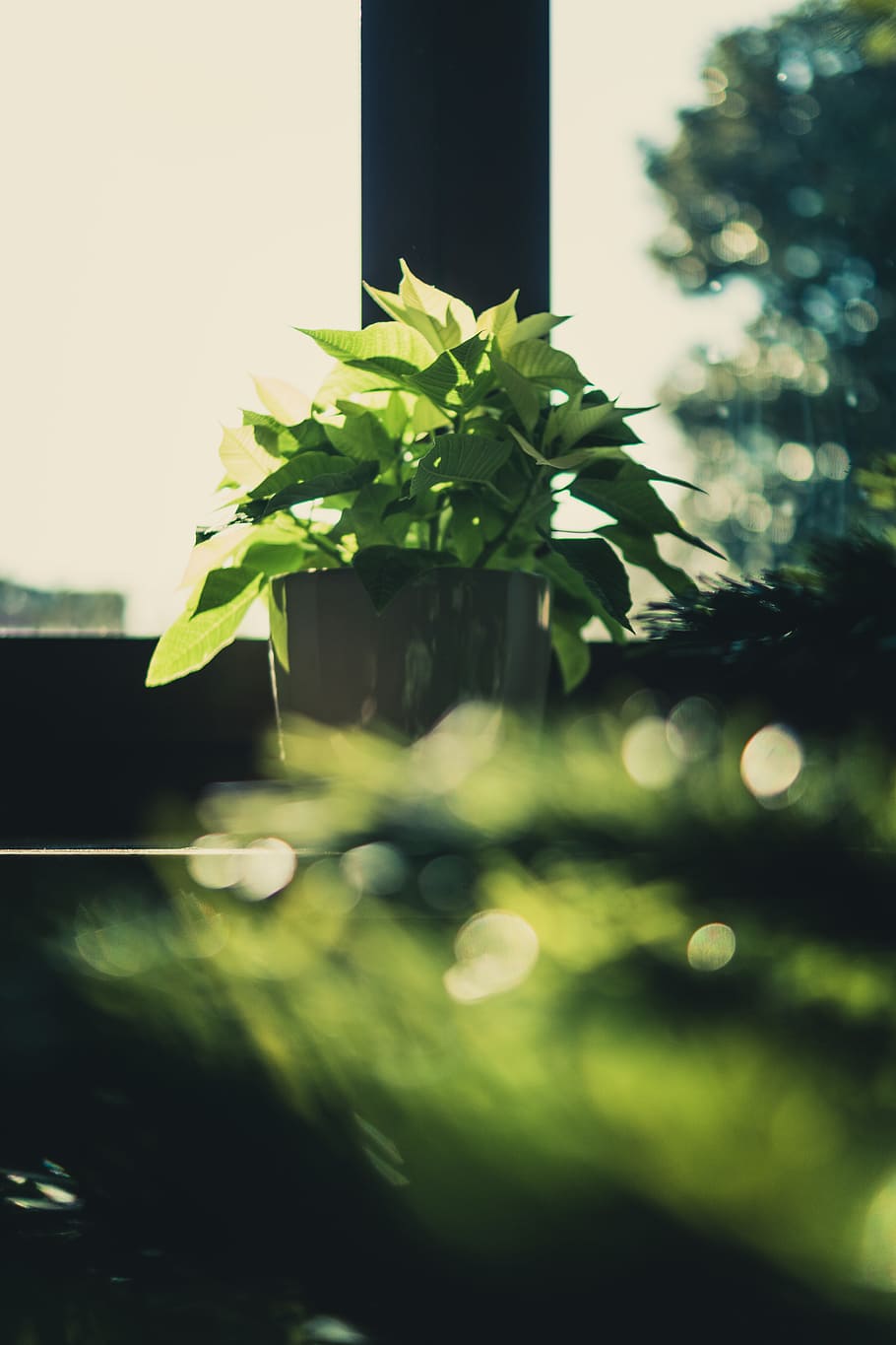 Green Leaf Plant on Brown Wooden Pot, blur, bokeh, bright, christmas HD wallpaper