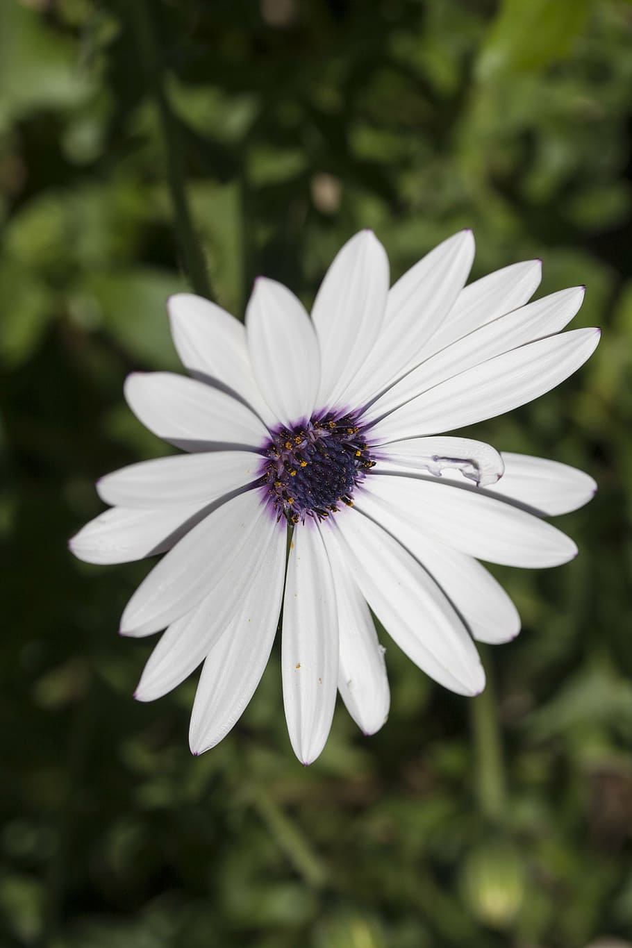 flower, nature, spring flowers, garden, macro, plant, daisy HD wallpaper