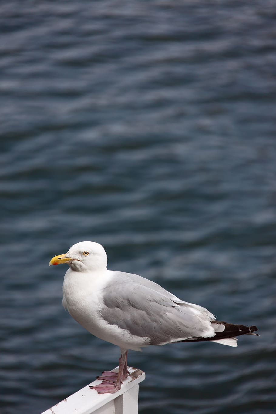 Animal, Beak, Bird, Gull, Mouth, Ocean, sea, seagull, water HD wallpaper
