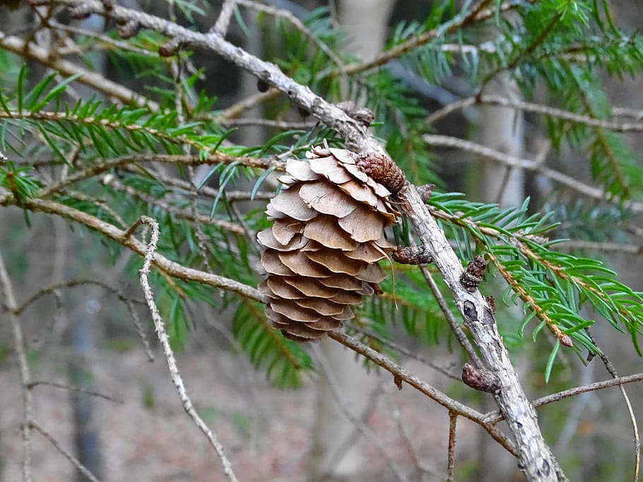 larch, tap, larch cones, branch, conifer, nature, branches HD wallpaper