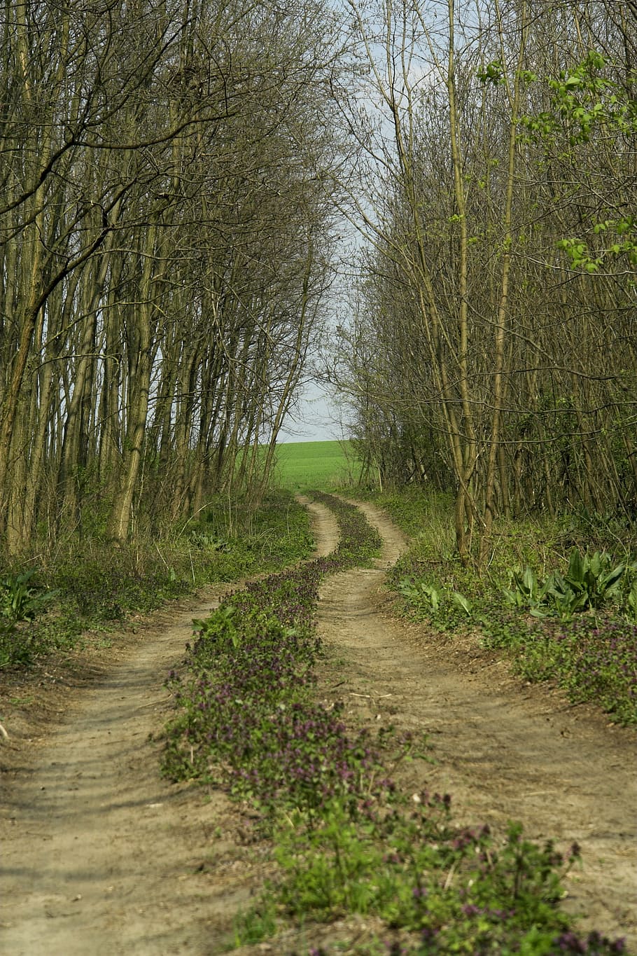 path, pathway, outdoor, forest, walk, environment, natural HD wallpaper