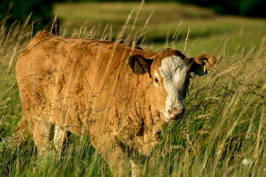 brown and white cattle on open filed, brown and white cattle on green grass HD wallpaper
