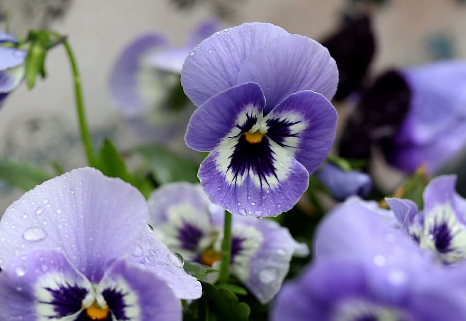 pansy, blue, flower, spring, flowering plant, fragility, freshness HD wallpaper
