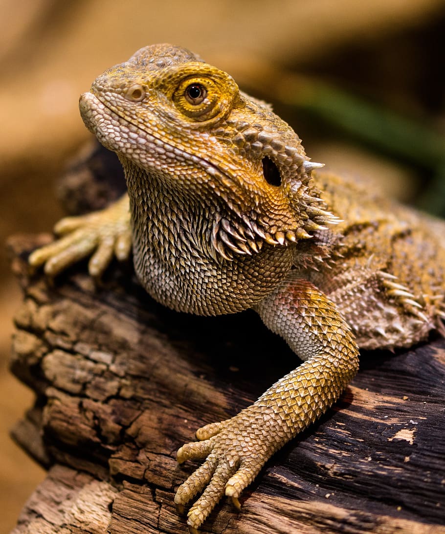 selective focus photography of bearded dragon, lizard, agame, HD wallpaper