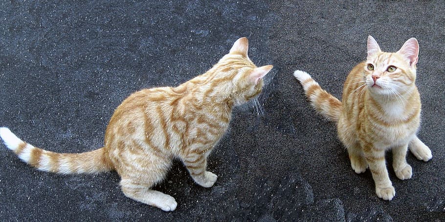 tomcat, cats, domestic cat, feline, pets, mammal, domestic animals HD wallpaper