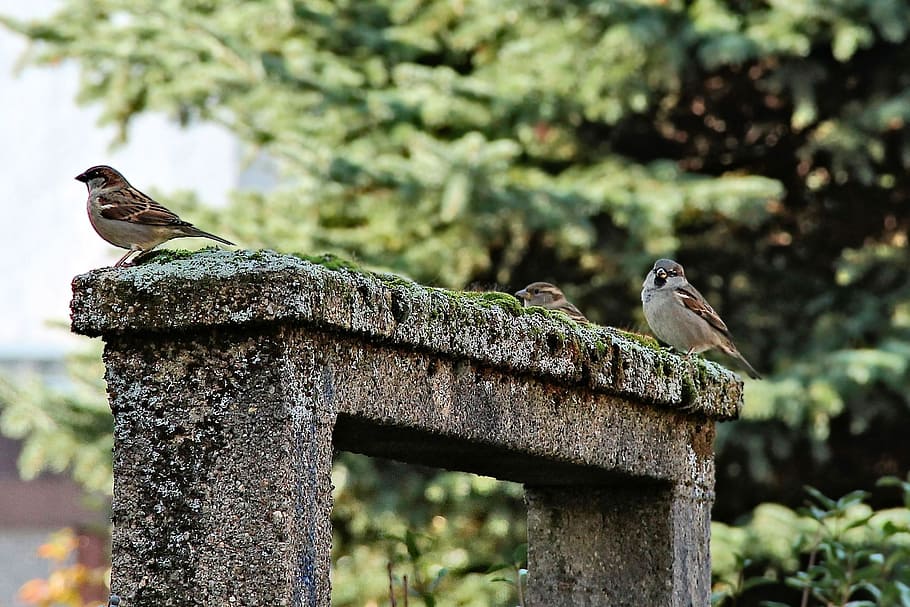 Passage, Moss, Birds, Sparrows, Trees, one animal, animals in the wild HD wallpaper