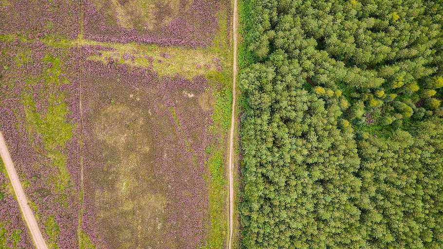 bird's-view photo of field and forest, bird's eye view of forest HD wallpaper
