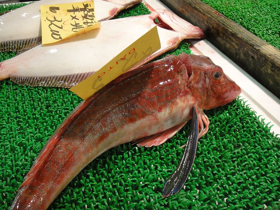 fish-market-japan-tokyo.jpg