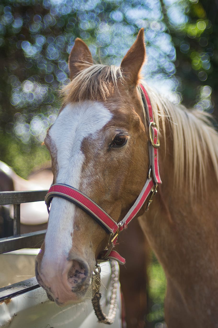 portrait, horse, summer, spring, animal, racehorse, domestic animals HD wallpaper