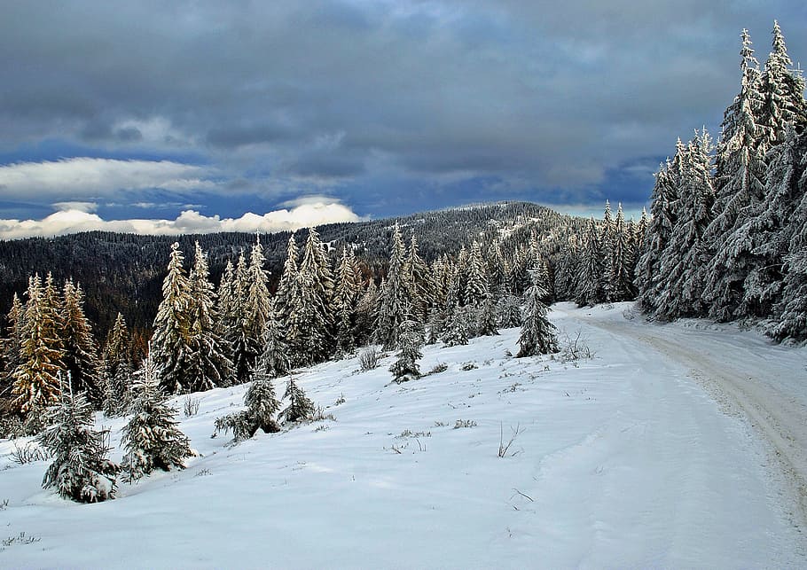 Winter, Way, Snow, Hot, Forest, cold temperature, tree, white color HD wallpaper