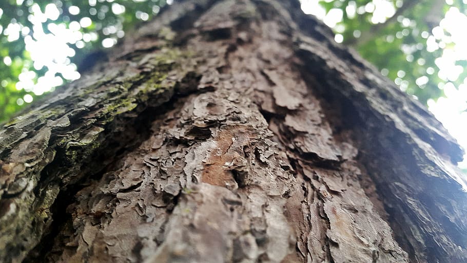 perspective, texture, tree, tree bark, nature, forest, tree Trunk HD wallpaper