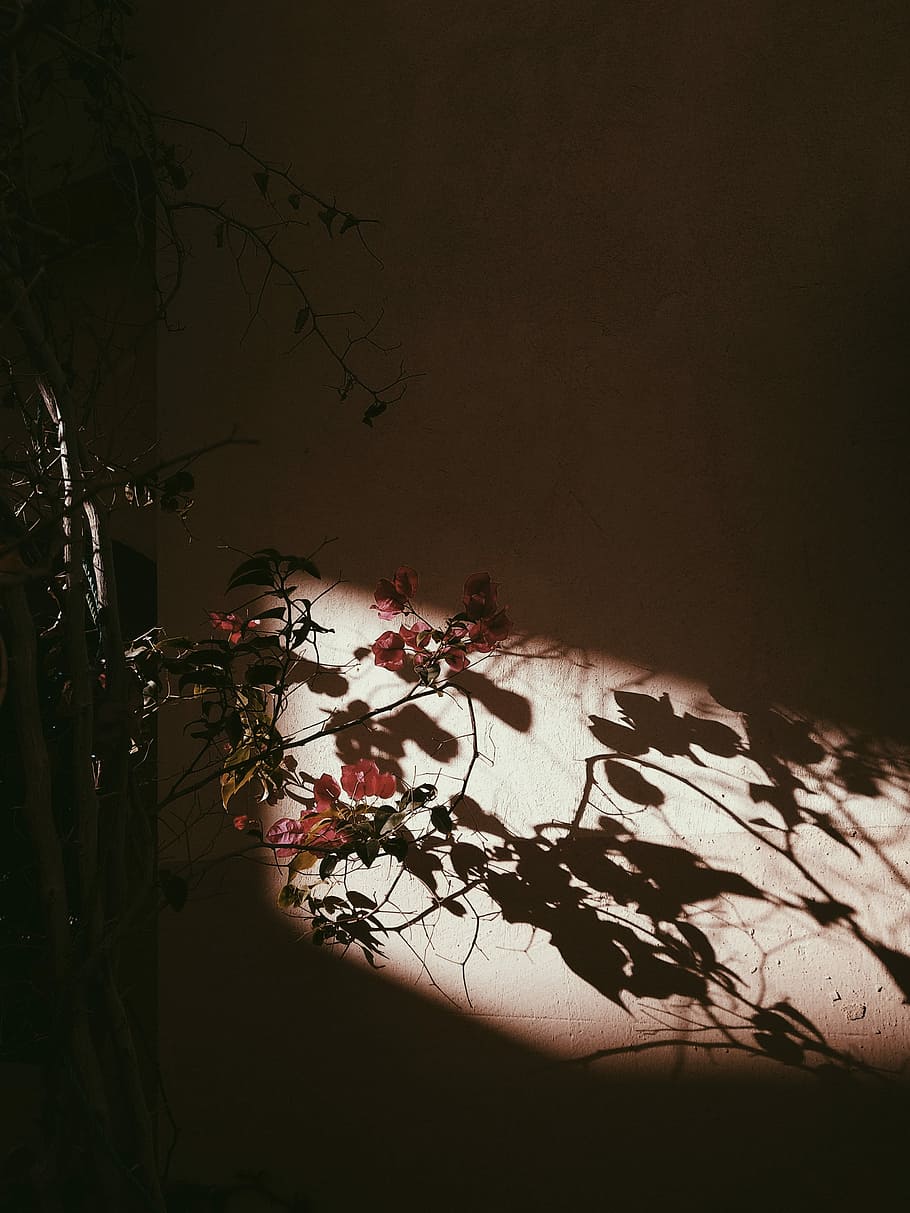 red bougainvillea plant, leaves, flower, light, silhouette HD wallpaper