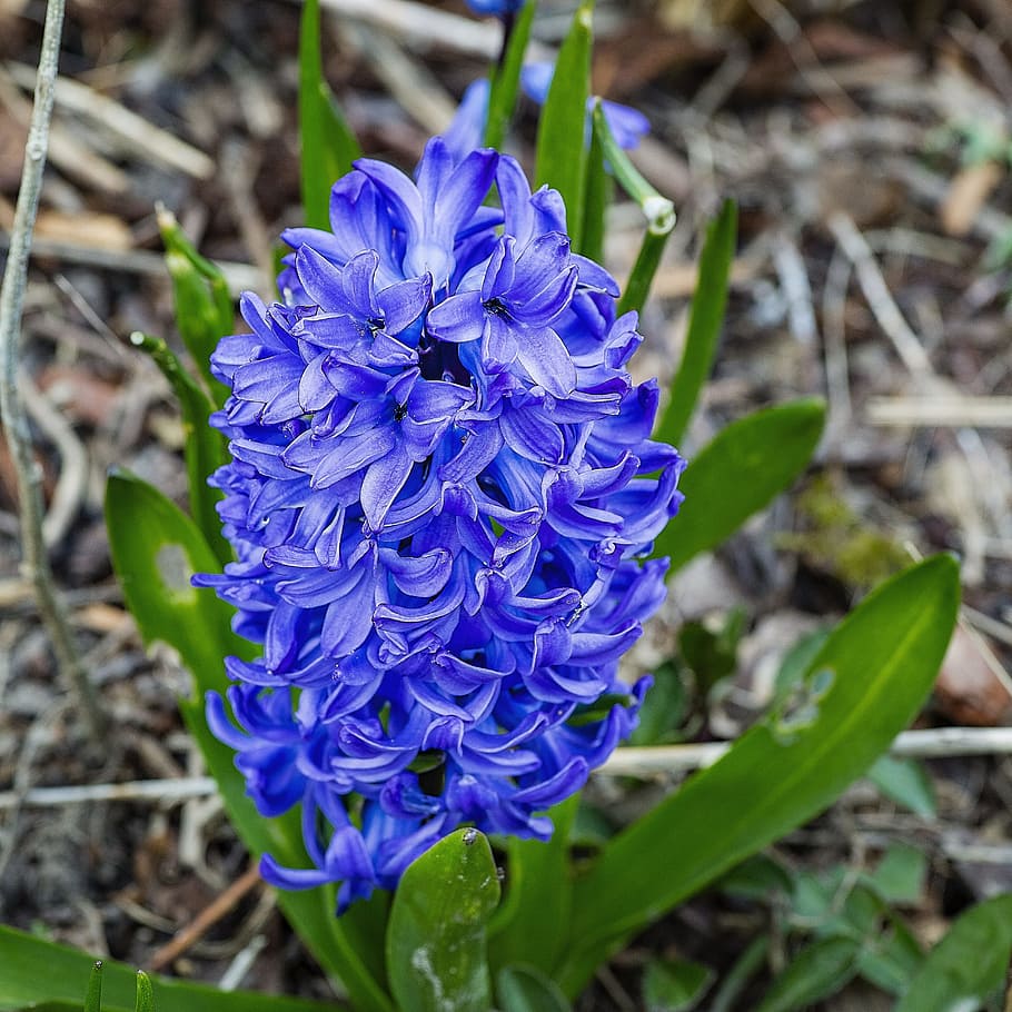 flower, blue, hyacinth, spring flower, close, nature, blossom HD wallpaper