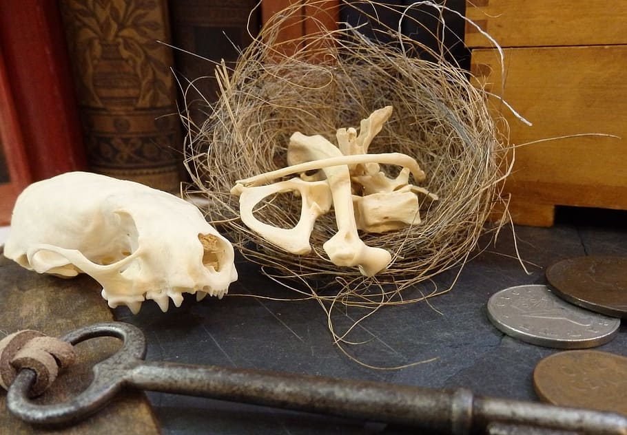 skull, bones, nest, key, indoors, still life, no people, close-up HD wallpaper