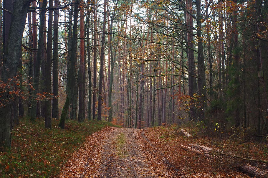 forest, way, foliage, landscape, tree, the path, nature, forests HD wallpaper
