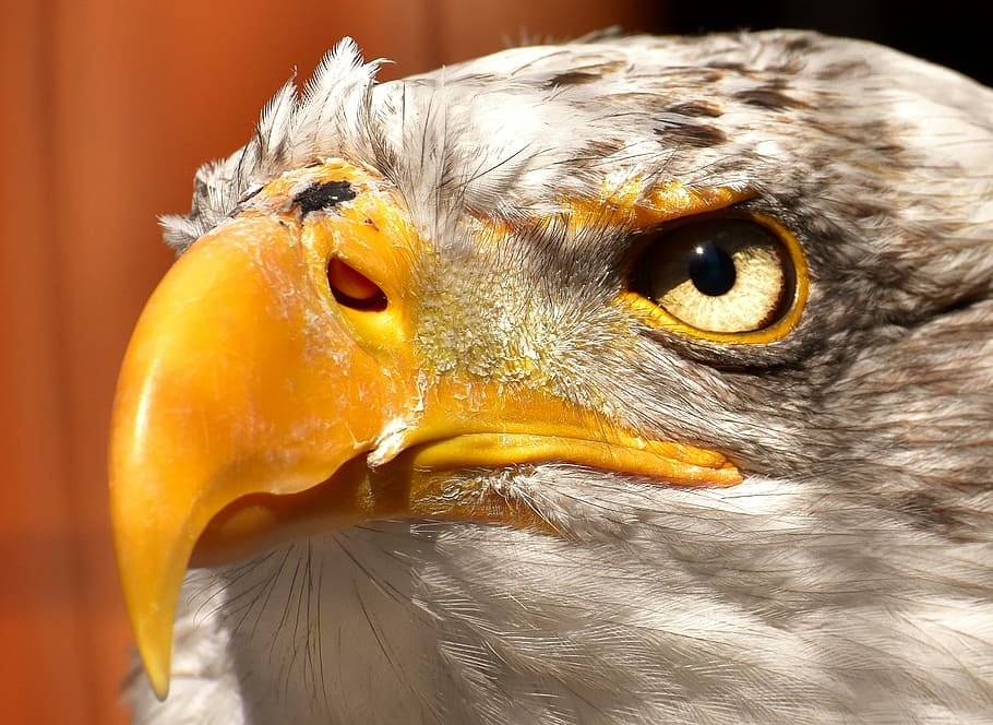 closeup view of bald eagle, adler, eyelid, protection, bird HD wallpaper