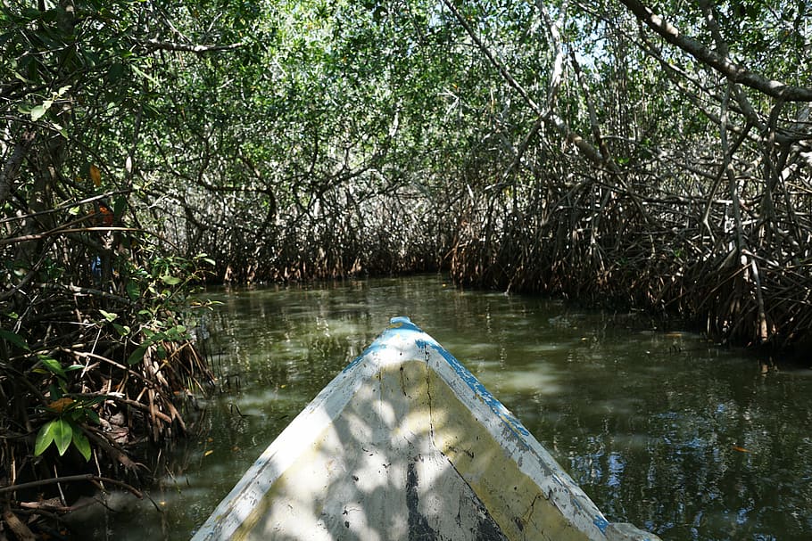 mangroves, forest, colombia, trees, water, plant, growth, nature HD wallpaper