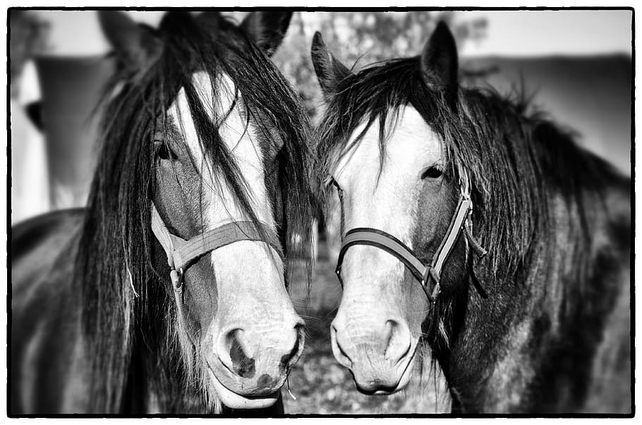 grayscale photo of two horses, plow horse, equine, nature, farm HD wallpaper