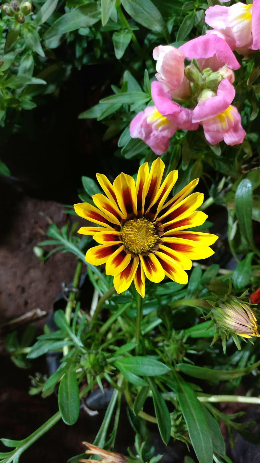 nature, yellow, flower, flowering plant, freshness, fragility HD wallpaper