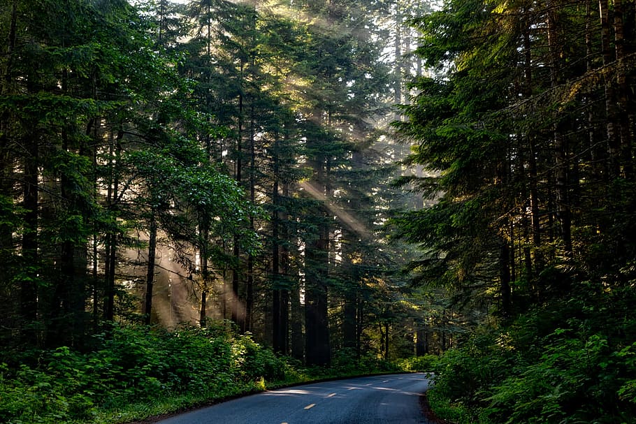 black asphalt road between green trees, forest, woods, sunlight HD wallpaper