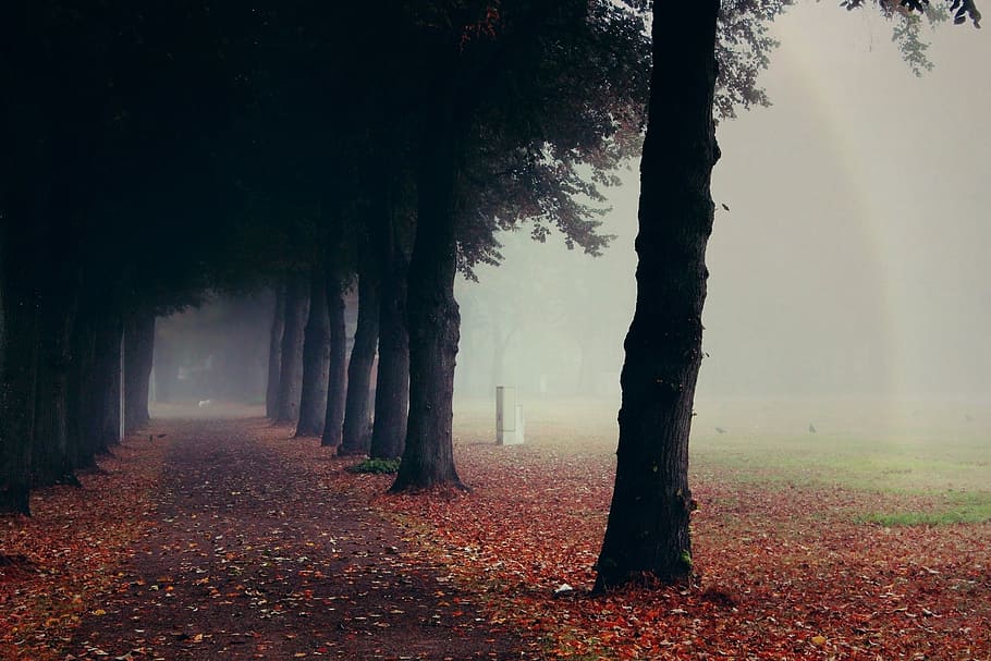 trees near pathway surrounded by withered leaves at daytime HD wallpaper