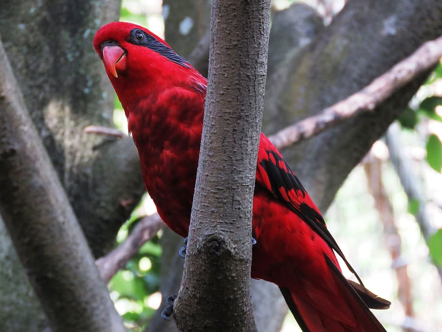 red and black parrot twig on tree during daytime, bird, macaw