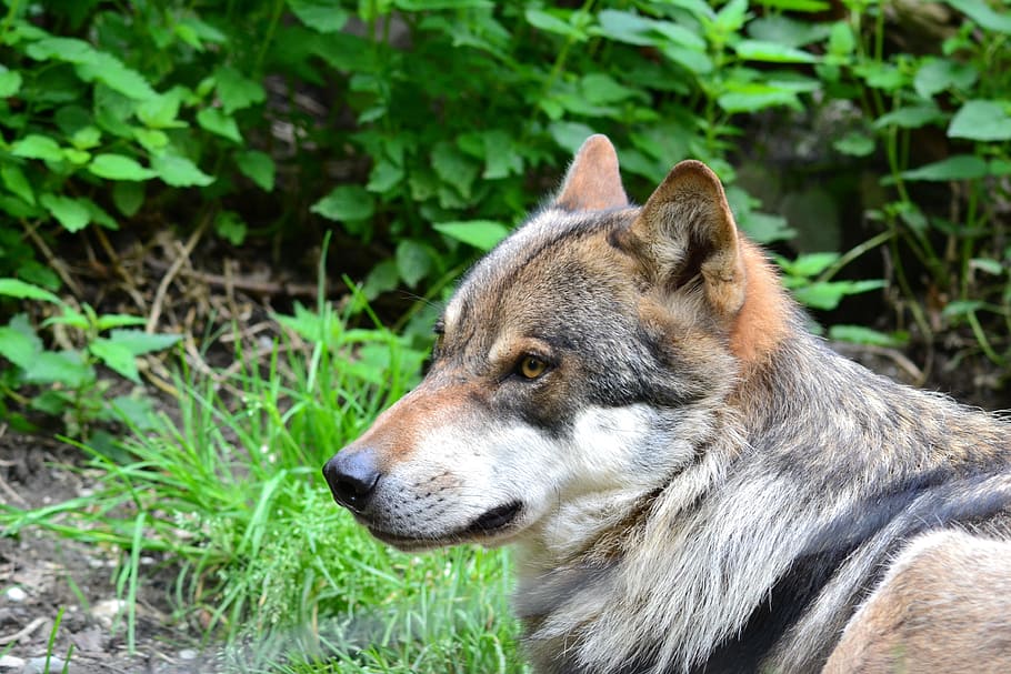Wolf, Nature, Animal, Wild, Close, dog, one animal, animal themes HD wallpaper