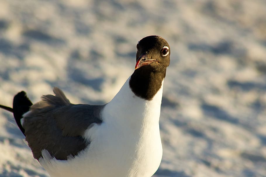 seagull, close-up, bird, sand, beach, pose, animal, nature HD wallpaper