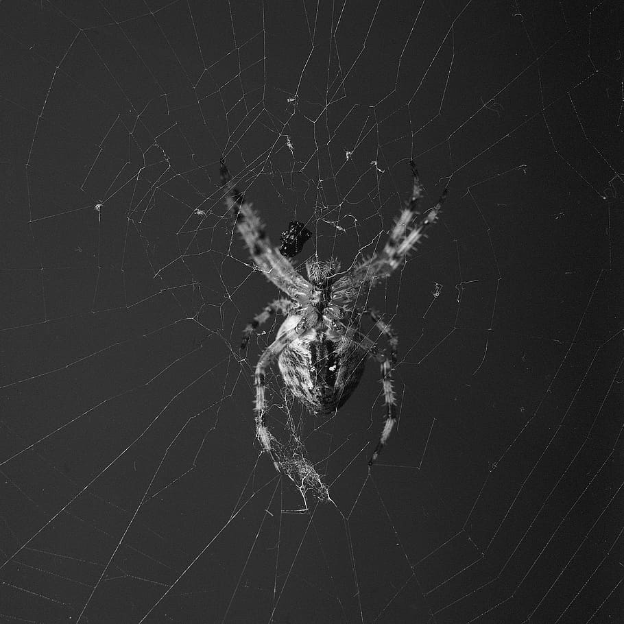 spider, orbweaver, crossed, web, nature, arachnid, macro, silk, HD wallpaper