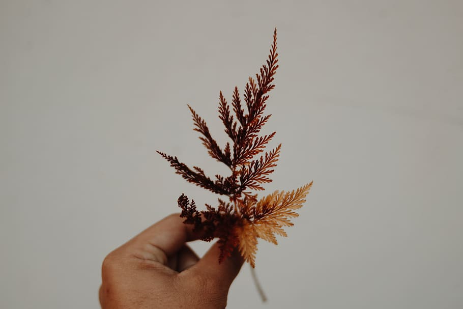 beautiful, blur, brown, close-up, daylight, delicate, flora HD wallpaper