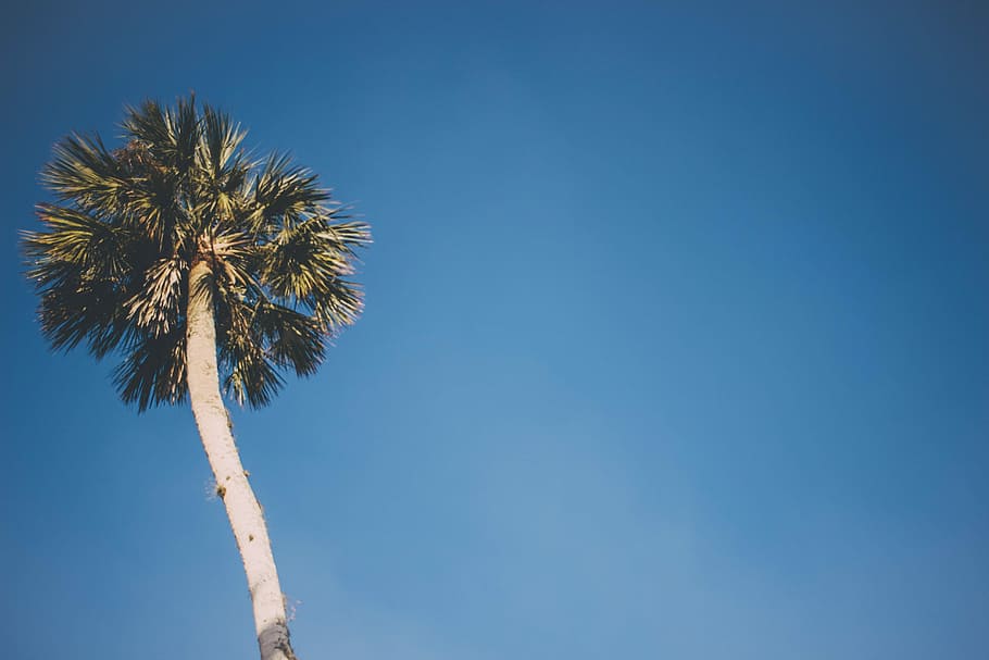 coconut tree under blue sky low angle photography, palm tree under blue sky HD wallpaper