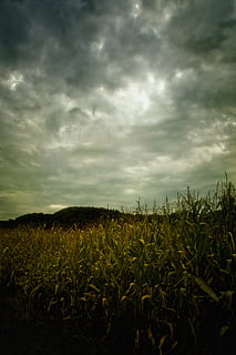 corn field under cloudy sky, corn on the cob, landscape, clouds HD wallpaper