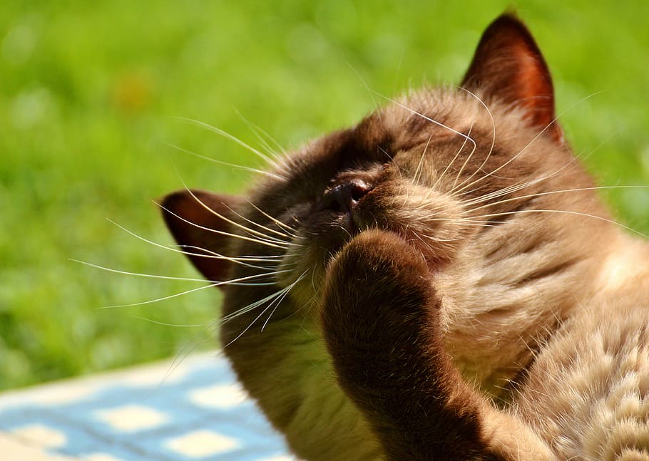 brown cat near grass field, british shorthair, cute, portrait