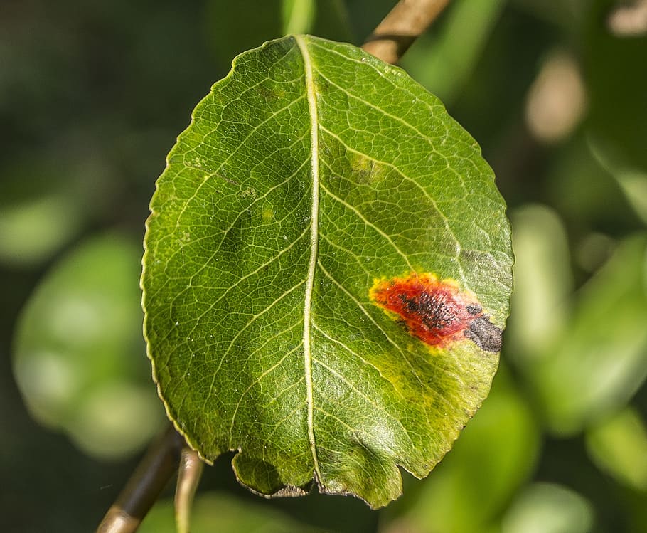 Pear, Leaf, Mushroom, Infestation, Pest, garden, harvest, fruit tree HD wallpaper