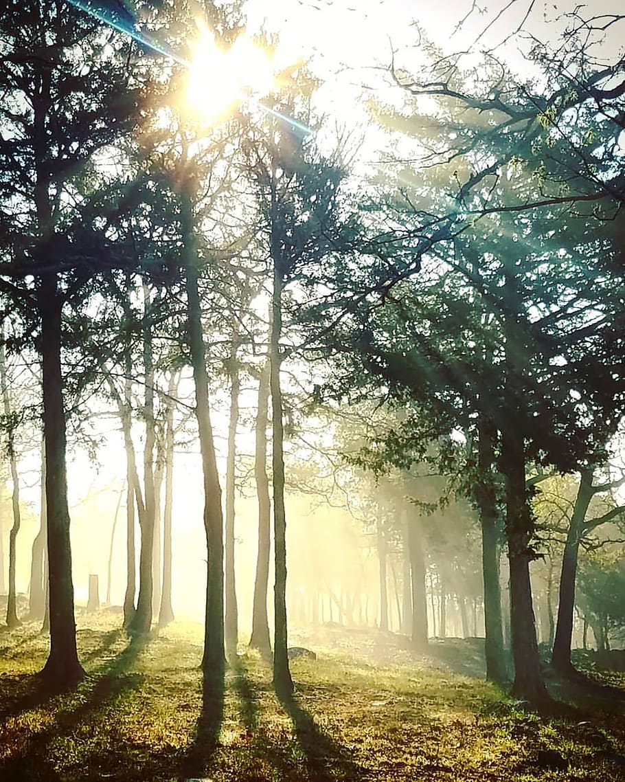 Sunrise, Tree, Light, Nature, Landscape, forest, scenic, sunlight HD wallpaper