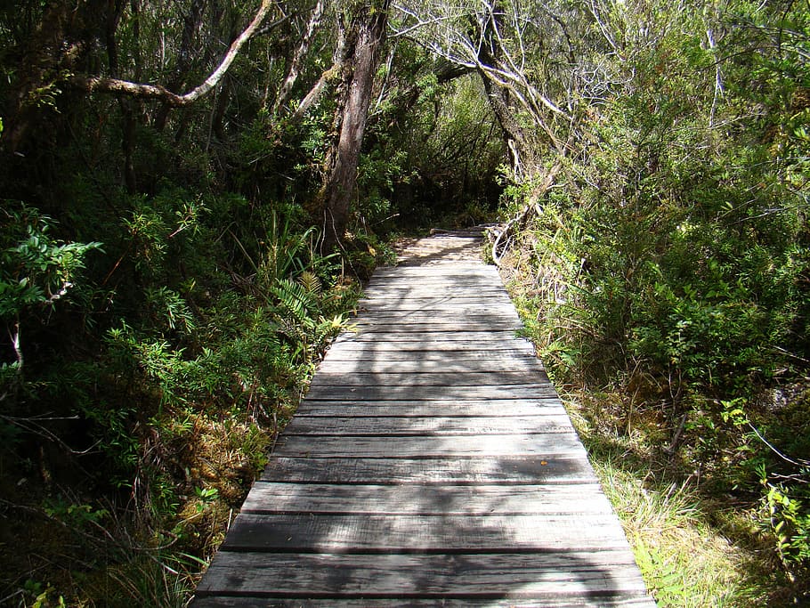 trail, path, landscape, plant, direction, tree, the way forward HD wallpaper