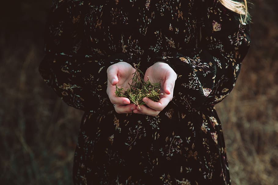 person holding green leaves, person holding green leaf, close up HD wallpaper