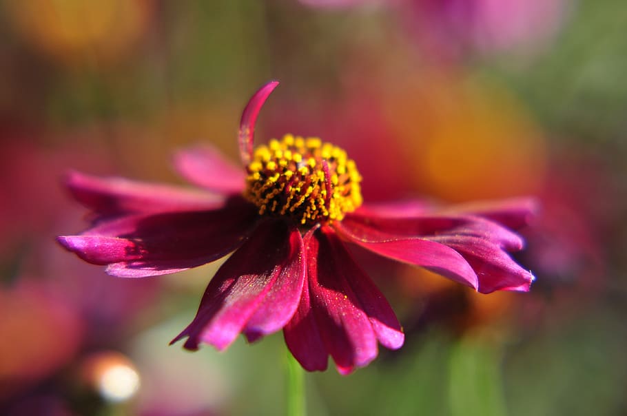 flower, cosmos, red, close, red flower, garden, nature, macro HD wallpaper