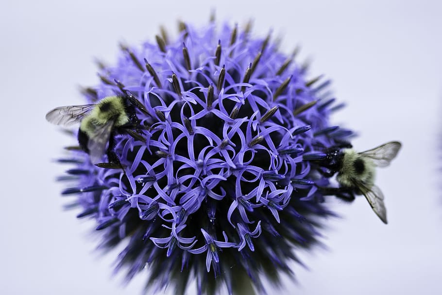 close view of two bees pollinating on cluster of blue flowers, two bees on purple flower HD wallpaper