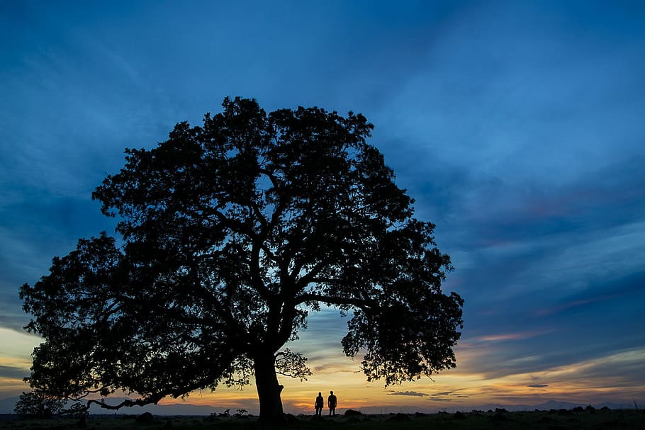 brown tree during golden hour photography, people, silhouettes HD wallpaper