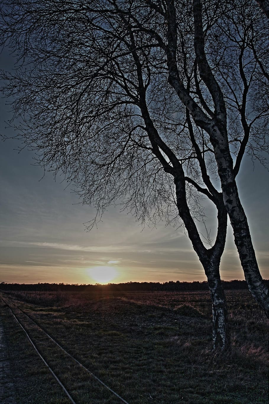 birch, sunset, a formative, mood, moor, sky, tree, bare tree HD wallpaper