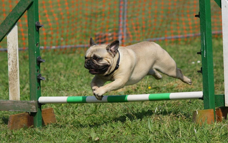 fawn pug jumping over obstacle, dog, training, breed, pedigree HD wallpaper