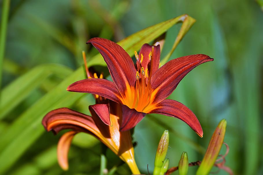 shallow focus photography of brown flower, lily, close, red HD wallpaper