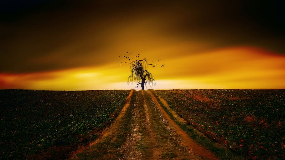 sunset, landscape, dawn, sky, nature, evening, dusk, tree, beauty in nature HD wallpaper